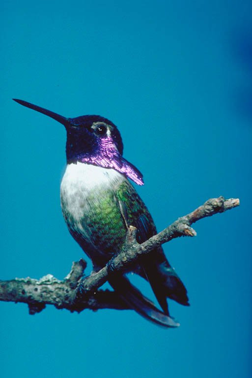 's Hummingbird 2.JPG